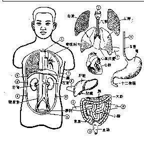 人身體部位|人体器官分布图